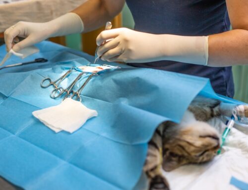 Neutering Your Pet: What It Is, Why It’s Recommended, and What to Expect