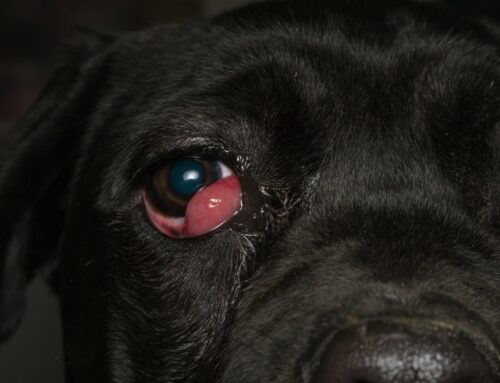 Cherry Eye Surgery: Restoring a Healthy Third Eyelid Gland