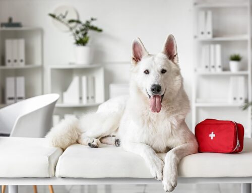 The Benefits of Choosing a Locally Owned Veterinary Practice