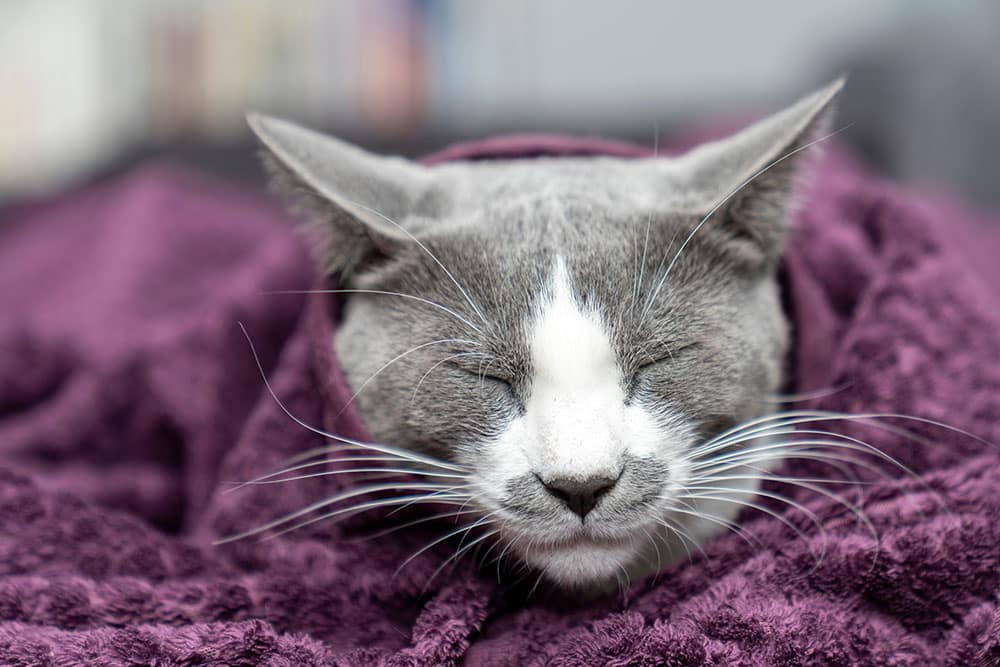 A close-up shot of a grey and white cat sleeping peacefully with its eyes squeezed shut, wrapped cozy in a textured, dark purple plush blanket or towel.