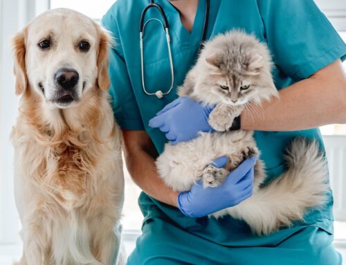 Why Veterinary Practice Ownership Matters to Pet Owners
