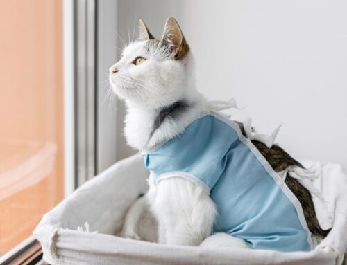 Spaying Your Pet: What to Expect and Why It Matters for Lifelong Health