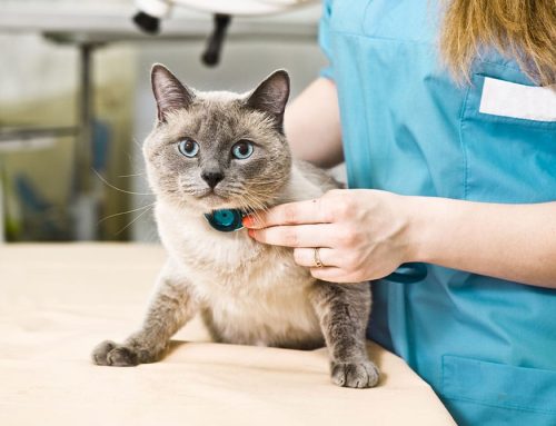 Locally Owned vs. Corporate Veterinary Care: What’s the Difference?