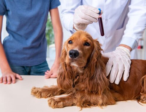 Exploring Your Pet’s Health Through Lab Work