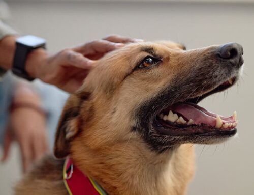 Supporting the Whole Pet: Nutritional and Behavioral Counseling with Vets to Pets