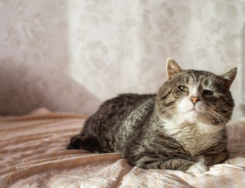 Compassionate Care for the Long Haul: Pain & Chronic Illness Management with Vets to Pets