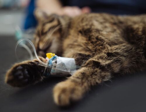 Kidney Disease in Pets: Early Detection and Home Care