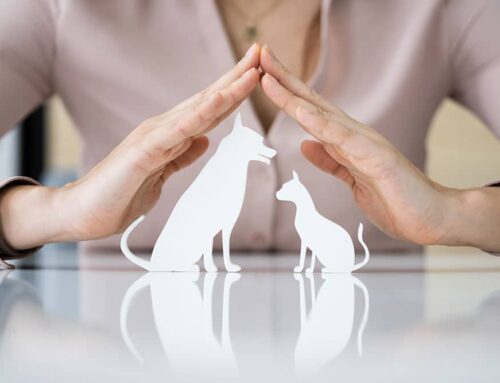 Financial Planning for Pet Ownership: Setting Your Pet Up for a Healthy Life