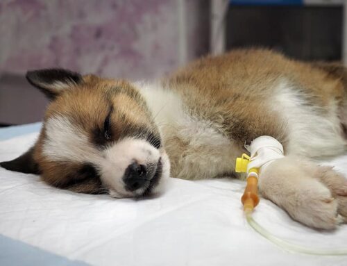 Liver Disease in Pets: What You Need to Know