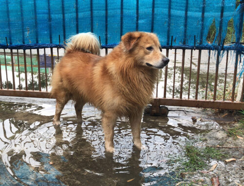 Protecting Your Dog from Leptospirosis: Why Vaccination Matters