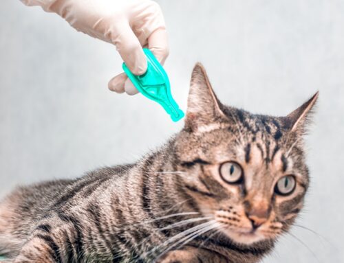 Revolution Plus: Protecting Cats from Parasites