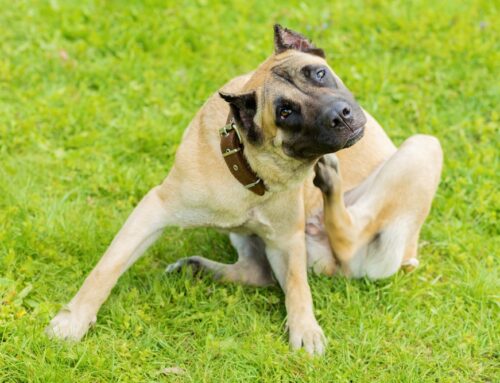 Parasite Protection for Pets: Why It’s Essential Year-Round