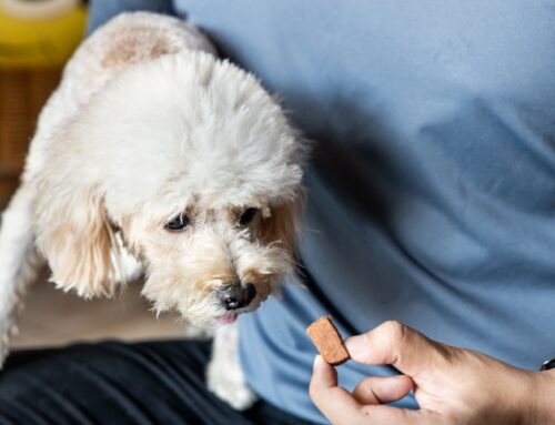Heartworm Testing: A Cornerstone of Preventive Pet Care