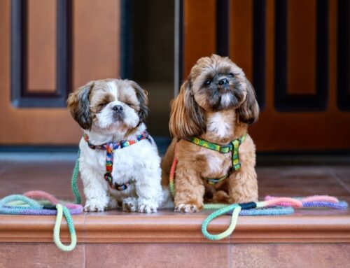 Transform Your Dog’s Behavior: Group Training Classes at Summit Veterinary Care