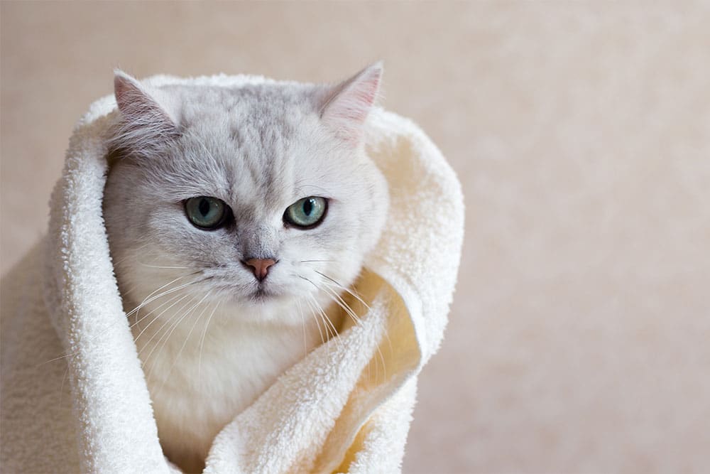 An eye-level portrait shot of a fluffy silver-white British Shorthair cat wrapped tightly in a soft white bath towel after grooming, looking directly into the camera with green eyes.